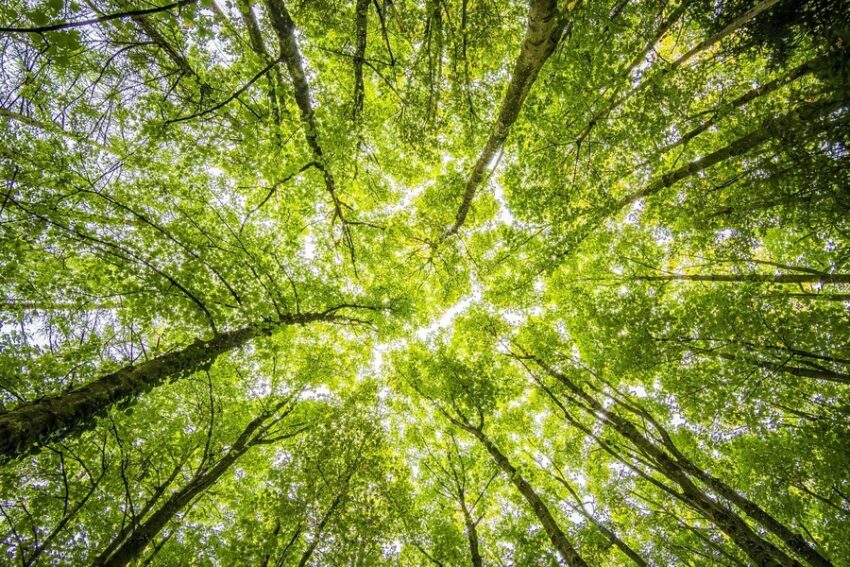 Forest sounds for stress relief therapy