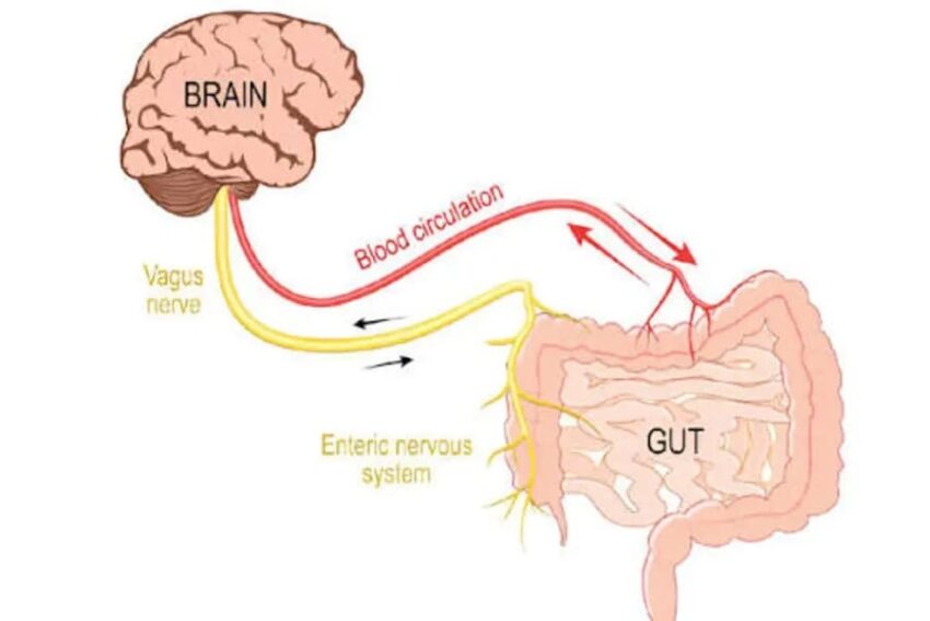 Gut anxiety and digestion
